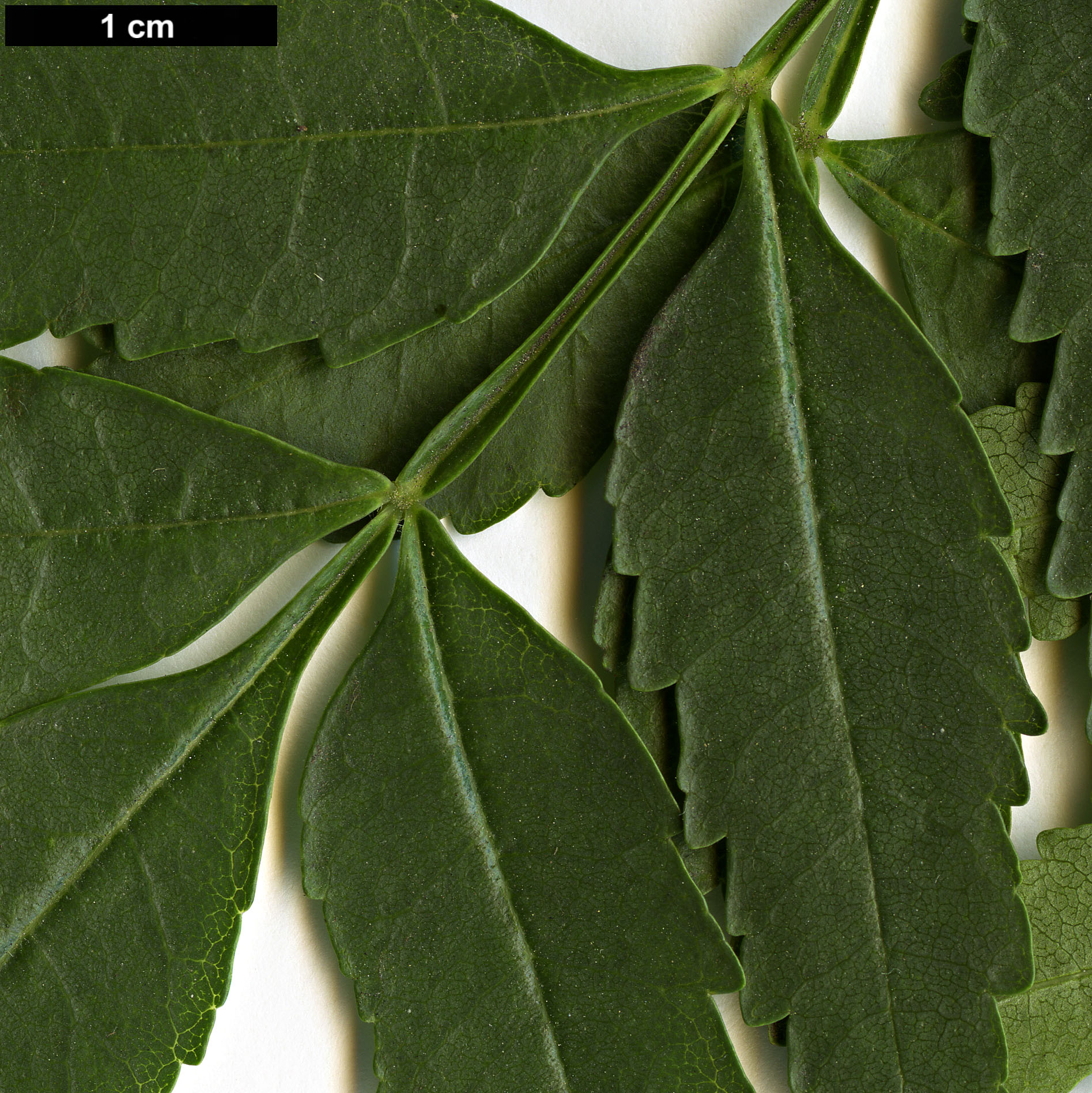 High resolution image: Family: Oleaceae - Genus: Fraxinus - Taxon: 'Charles Bommer'